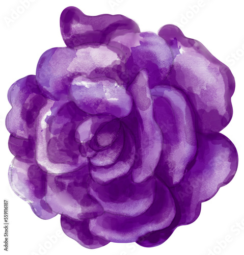 Watercolor dark purple rose