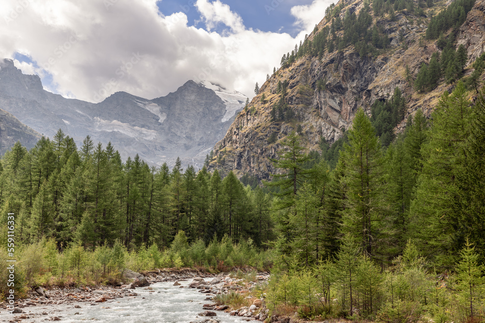 Fototapeta premium Steep granite slope gives way to mountain gorge with evergreen pine forest and swift water stream in Gran Paradiso National Park. Aosta Valley, Italy