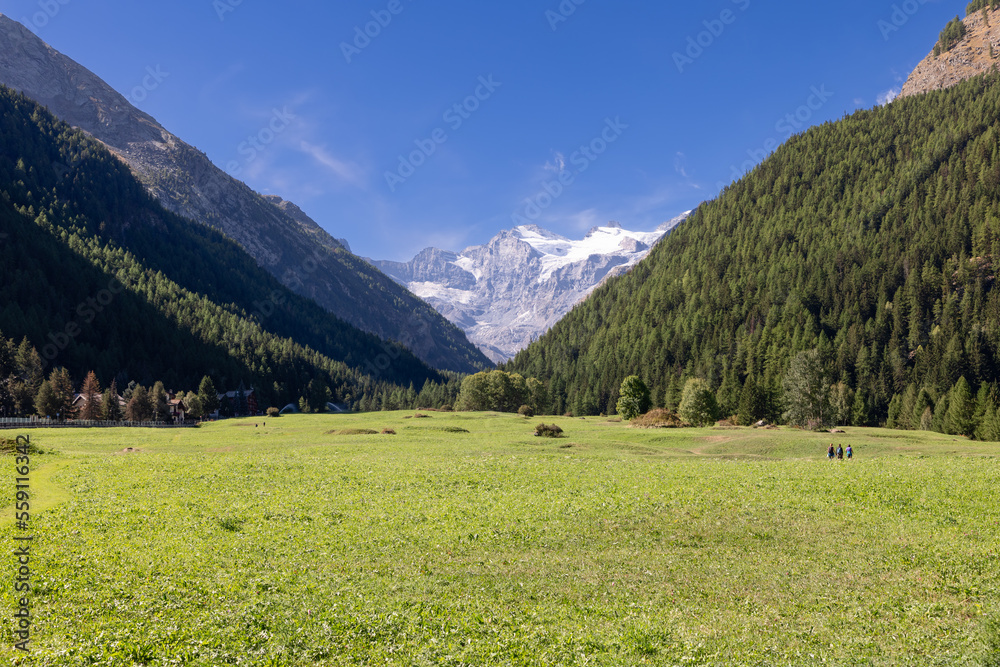 3 trekkers cross flat evergreen famous Alpine Sant Orso meadow surrounded by mountain slopes covered with pine forest, snowy peaks on background. Cogne, Aosta Valley, Italy