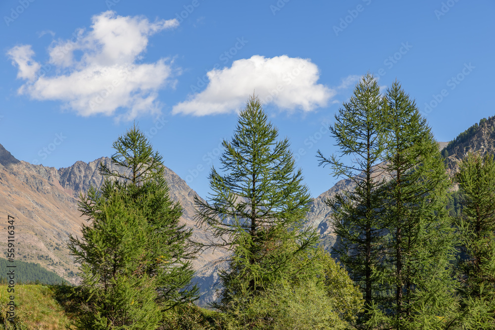 Evergreen tops of tall pine trees against backdrop of bald granite alpine rocks and blue sky with white clouds. Aosta valley, Italy