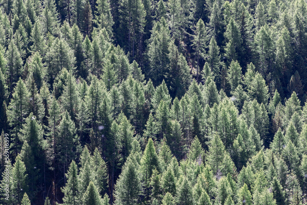 Panoramic shot of crowns of green coniferous trees in dense impenetrable forest lit by bright daytime sunlight, Aosta valley, Italy