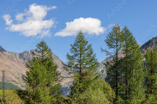 Evergreen tops of tall pine trees against backdrop of bald granite alpine rocks and blue sky with white clouds. Aosta valley, Italy
