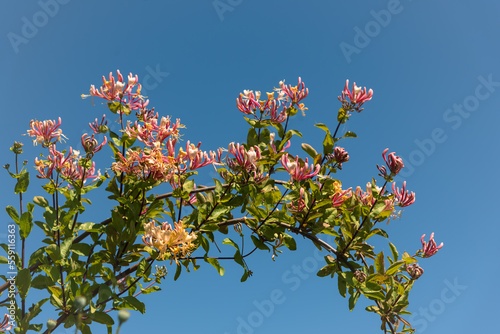 Tableau sur toile lonicera etrusca