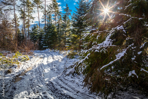 Obraz na płótnie Pathway in the winter forest w salonie