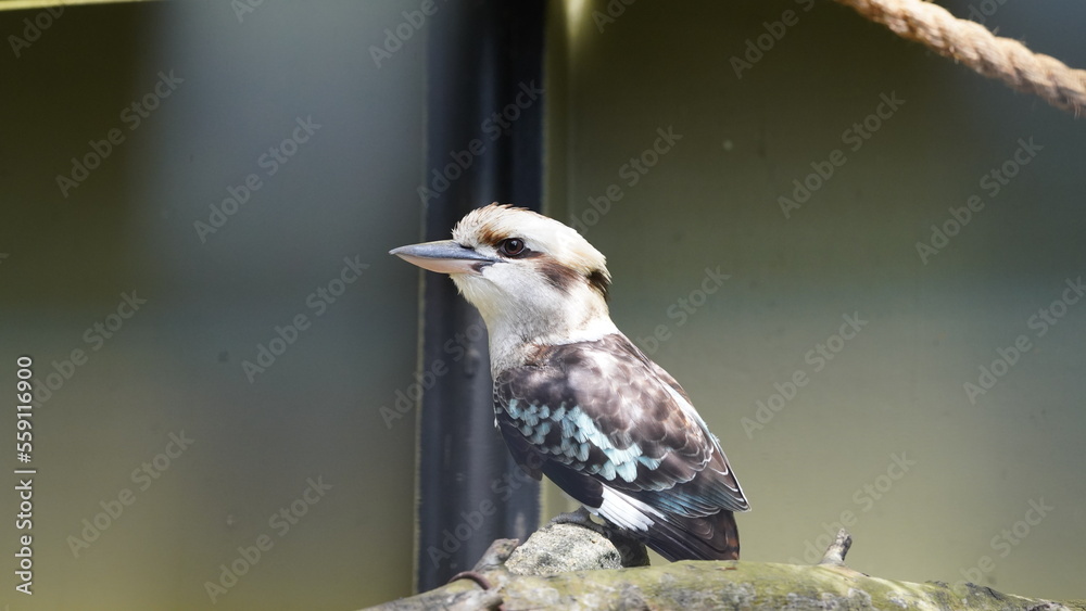 Fototapeta premium Dacelo novaeguineae|Coraciiformes|Kookaburra|kingfisher|笑翠鳥|笑鴗