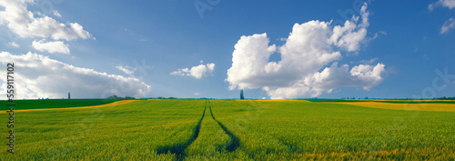 Fotografie, Tablou Beautiful summer landscape showing wheat fields with blue sky and white clouds o