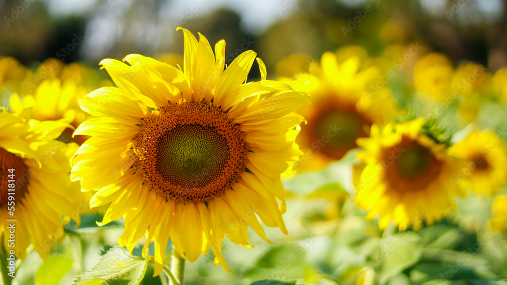 sunflowers in the field sunflowers in the field