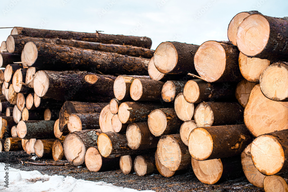 Wood cutting in the winter. Logging timber, log trunks pile in the forest. Forest wood industry. Wood cutting in the winter. Logging timber, log trunks pile in the forest. Forest wood industry.