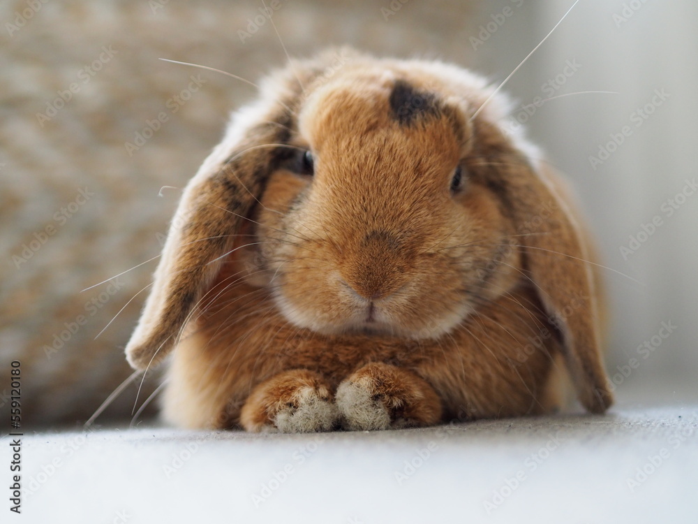 Pet rabbit posing directly for the camera with his paws showing under him Pet rabbit posing directly for the camera with his paws showing under him