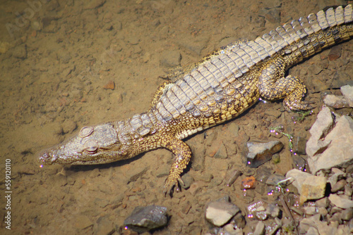 Crocodile in river