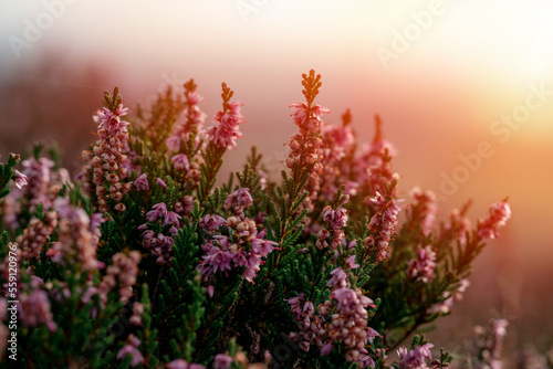 closeup of a flowering heather plant in Yorkshire landscape at sunset