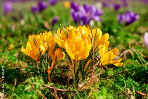 Beautiful wild yellow crocus flowers on green grass on the sunny spring day. photo