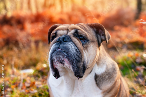 Funny beautiful classic Red English British Bulldog Dog out for a walk looking up sitting in the grass in forest on sunny day at sunset