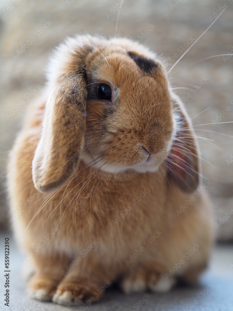 Pet bunny looking to the right shot Pet bunny looking to the right shot