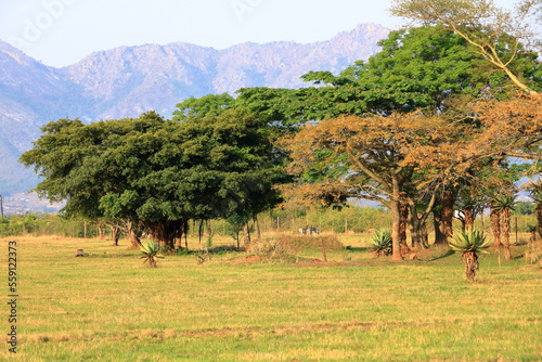 the mlilwane wildlife sanctuary in Swaziland, Eswatini photo