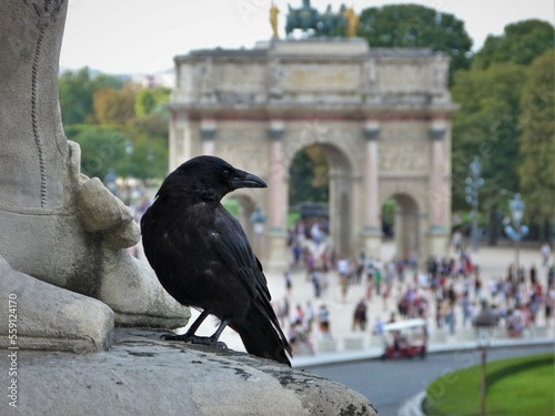 Cuervo en Paris