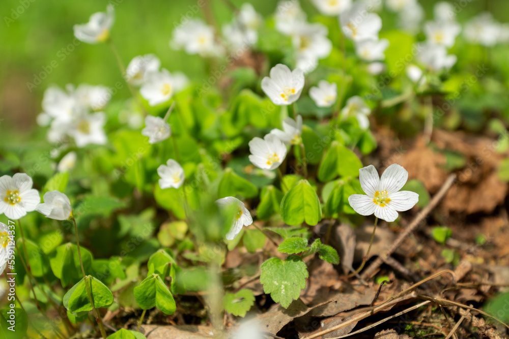 Oxalis or Wood sorrel blossoming white flowers in spring Oxalis or Wood sorrel blossoming white flowers in spring