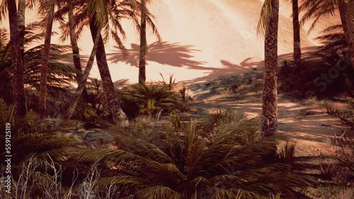 Date palm plantation at sunset photo