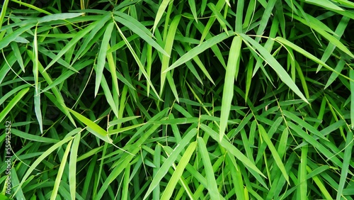 Fresh green bamboo leaves. Green background