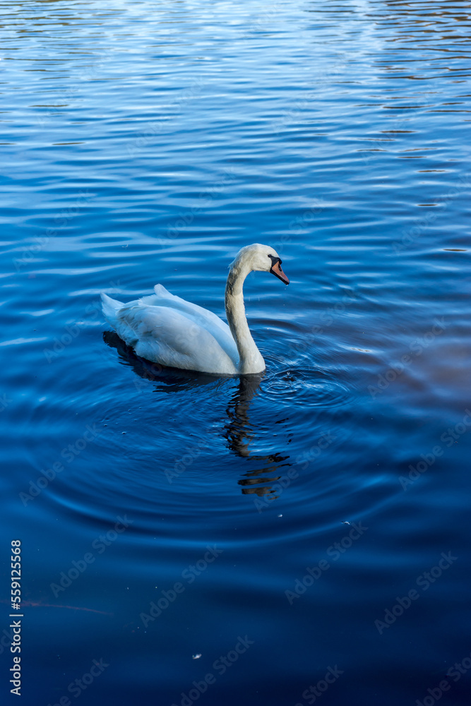 Netherlands, Hague, Haagse Bos, a swan swimming in a body of water Netherlands, Hague, Haagse Bos, a swan swimming in a body of water