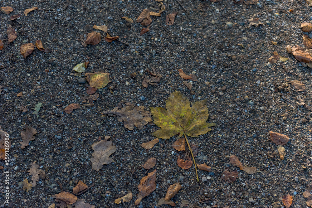 Netherlands, Hague, Haagse Bos, maple leaf on grass Netherlands, Hague, Haagse Bos, maple leaf on grass