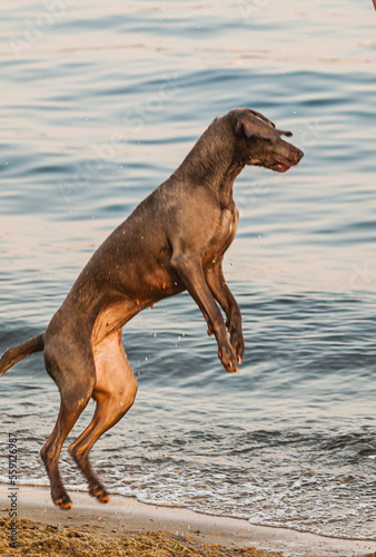 Short Haired Pointer dog jumping at beach