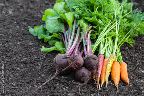 Bunches of freshly harvested carrots and beetroots on the soil