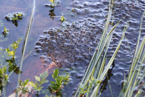 Froschlaich Kaulquappen Laich Unke Frosch Kr  te Nachwuchs