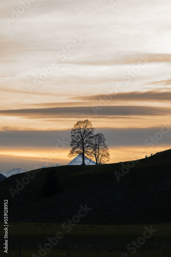 Baumgruppe im Sonnenuntergang mit Berggipfel im Hintergrund