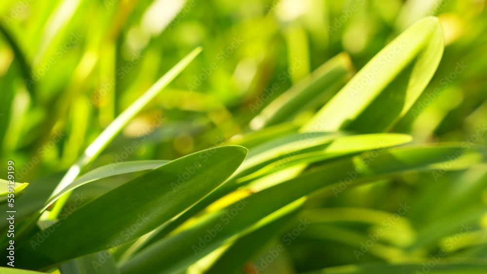 green fresh grass view in nature, 4k salt Jan 2023