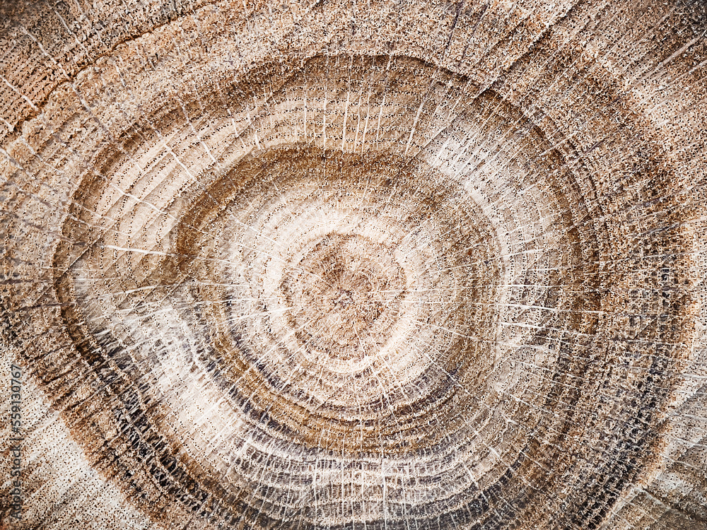 Naklejka premium Wooden background. A radial, circular cut of a tree. Natural abstract background. Macro texture of the tree.