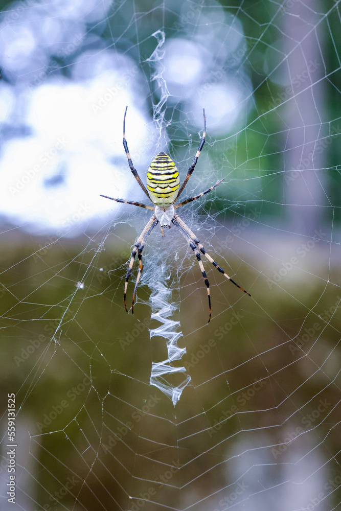 林の中の昆虫　獲物を待つ蜘蛛の巣のクモ