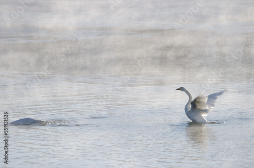Whooper swans Cygnus cygnus on the Kushiro River. Kushiro. Hokkaido. Japan.