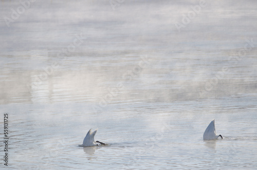 Whooper swans Cygnus cygnus searching for food. Kushiro River. Kushiro. Hokkaido. Japan.