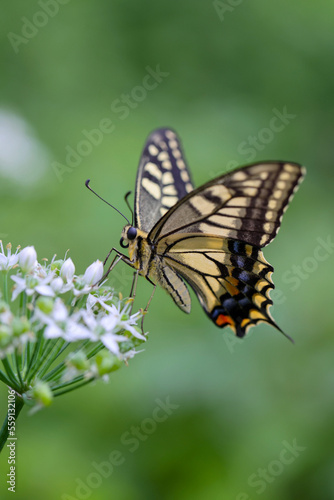 黄アゲハ ニラの花に留まる蝶々