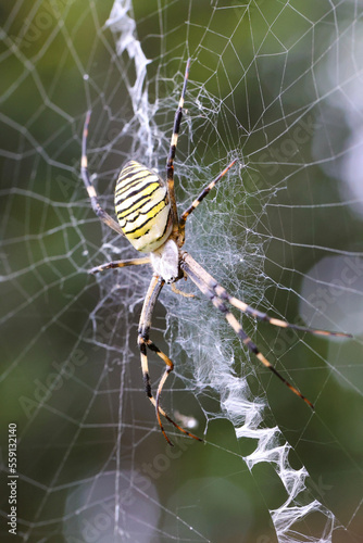 林の中の昆虫 獲物を待つ蜘蛛の巣のクモ