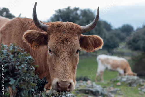 Cow, in the foreground, grazing on a holm oak or holm oak in its natural environment in freedom where you can appreciate its fur, horns and tongue.