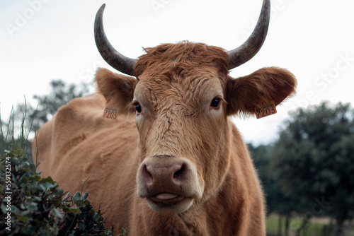 Cow, in the foreground, grazing on a holm oak or holm oak in its natural environment in freedom where you can appreciate its fur, horns and tongue.