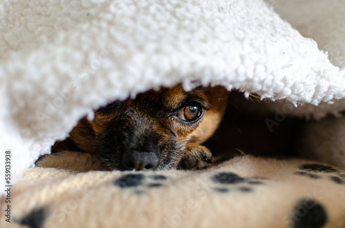 Brown chihuahua under a white blanket