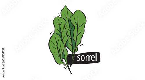 Drawn sorrel isolated on a white background