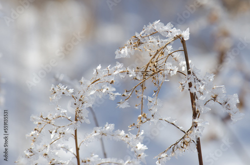 Plants covered with frost in Kushiro. Hokkaido. Japan. © Víctor