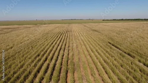 Aerial view of green cornfields in the freestate province of south africa photo