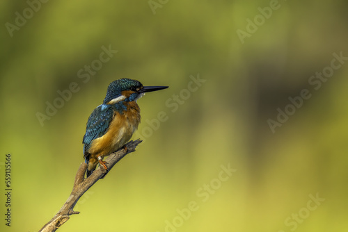 kingfisher on branch