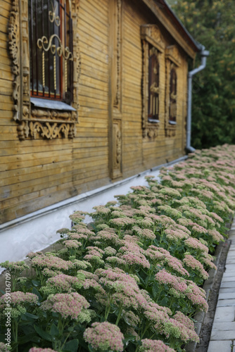 View of a flowerbed with flowers of ochitok sedum near a wooden house  Tikhvin Monastery of the Dormition of the Mother of God  Russia  Chuvash Republic