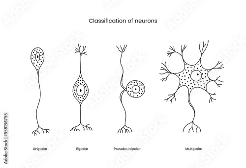 Classification of neurons a set of line icons in a vector, illustrating the types of neurons includes unipolar and bipolar, pseudounipolar and multipolar.