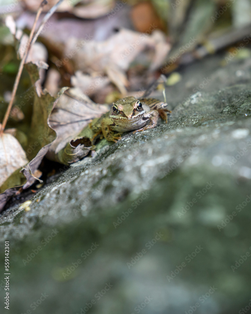 Wood Frog