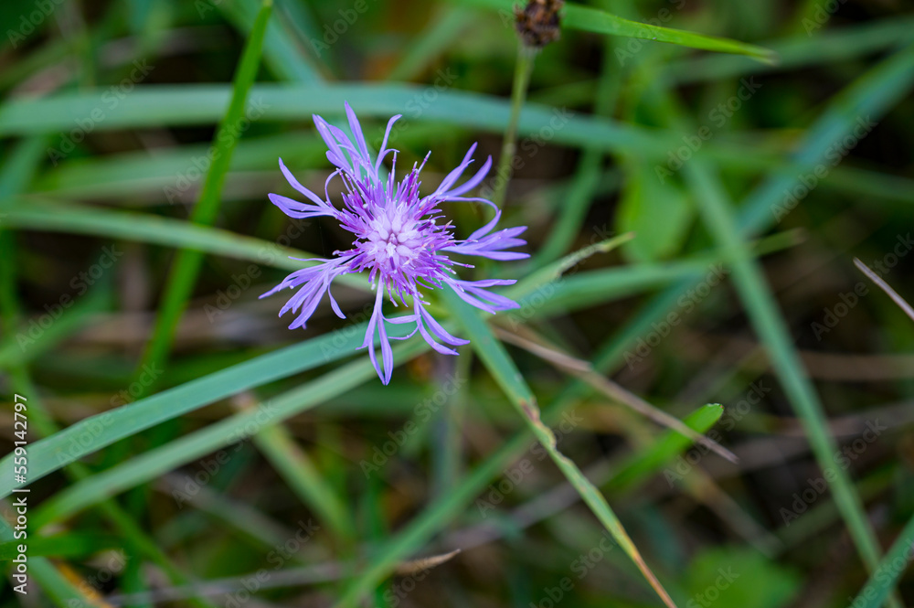 Purple flower of Centaurea plant in green grass with blurred background. Purple flower of Centaurea plant in green grass with blurred background.