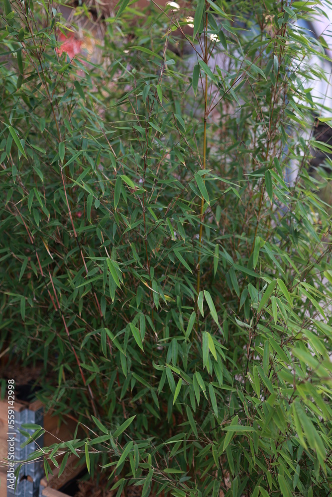 Obraz premium bamboo grows on the street 