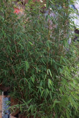 bamboo grows on the street 