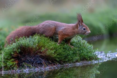 Eurasian red squirrel (Sciurus vulgaris) on the waterfront in the forest of Noord Brabant in the Netherlands. 